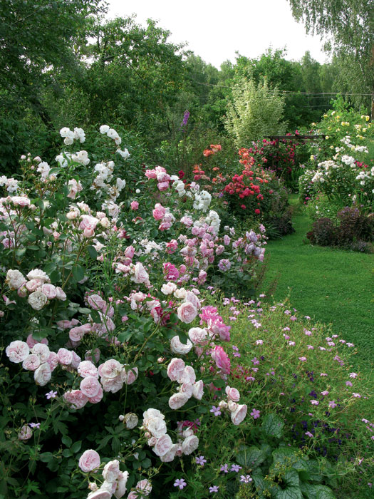 Сад феи роз