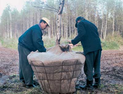 Посадка крупномерных деревьев