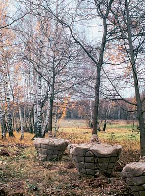 Посадка крупномерных деревьев