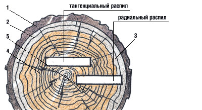 Здравствуй, дерево