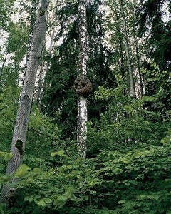 Кап, кап, кап...