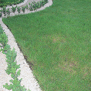 Скорая помощь для газона (Свой Дом №5 2007 стр.71)