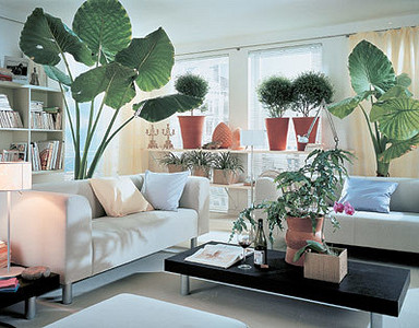 Фитодизайн