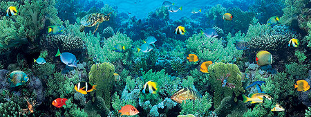 Красочная реальность: светящиеся обои