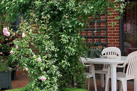 Зелёные верхолазы