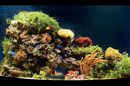 Окно в подводный мир