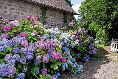 Экзотические деревья и кустарники в саду