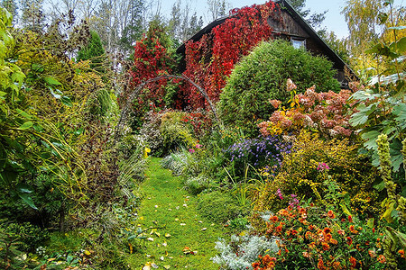 Багрец и золото