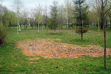 Газонные хлопоты