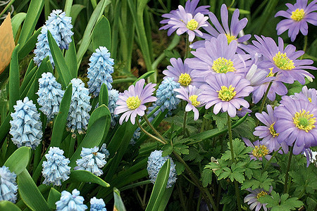 Пора собирать луковицы