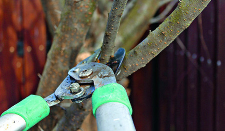 Весенние работы в саду: с чего начать