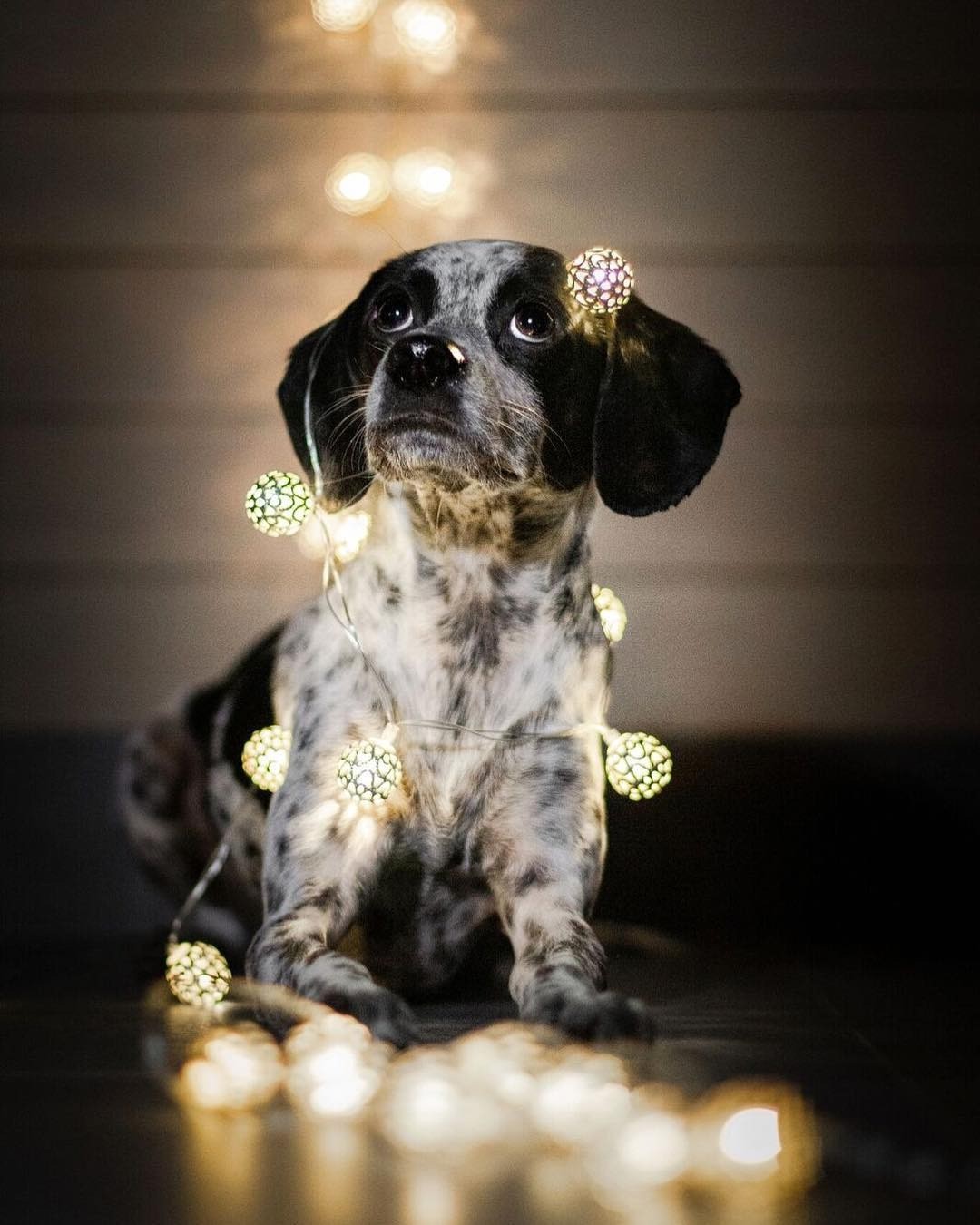 Новогодний декор в квартире с домашними животными: как уберечь праздничные украшения?