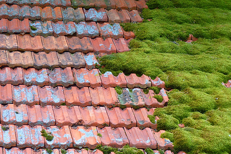 Мох на крыше: что делать?