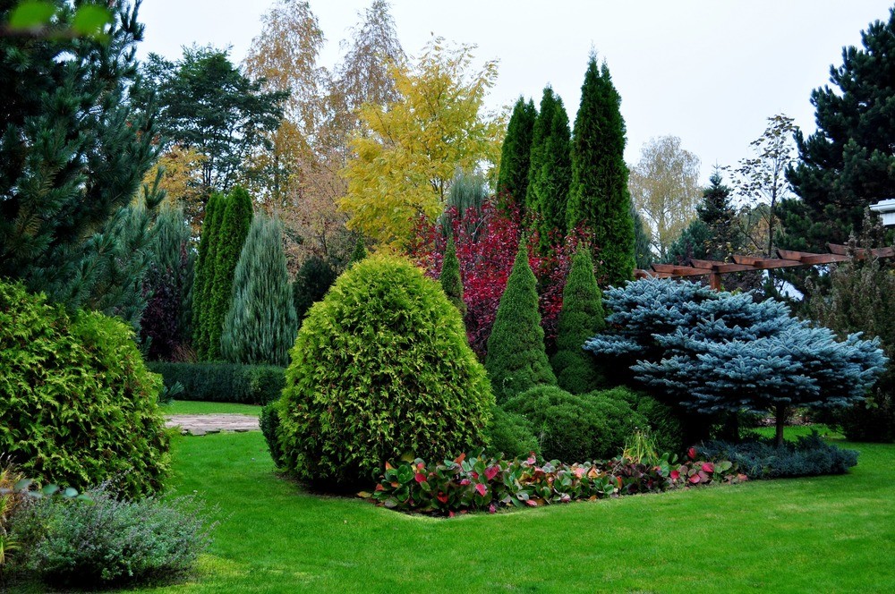 25 лучших хвойников для дачи (с названиями и фото)