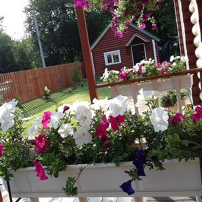 Какие цветы-многолетники посадить на даче, чтобы цвели всё лето (с фото)