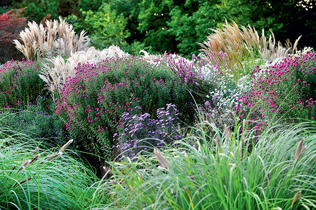 Декоративные злаковые растения: как их выбрать, чтобы они радовали в любой сезон?