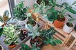 Тест: Как хорошо вы разбираетесь в комнатных растениях?