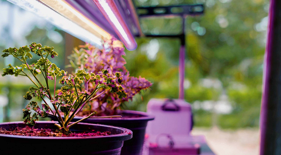 Выбираем лампу для домашнего сада: 2 важных параметра