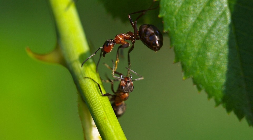 Борьба с муравьями на садовом участке: как избавиться от вредителей в саду и огороде