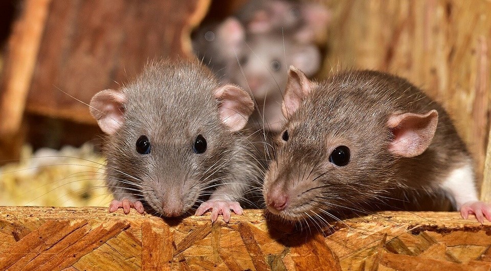 Запахи отпугивающие мышей из дома: чего боятся грызуны | ivd.ru