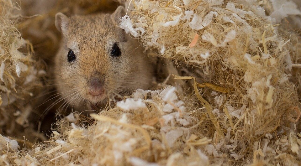 Как избавиться от мышей в квартире навсегда: ловим и отпугиваем грызунов |  ivd.ru
