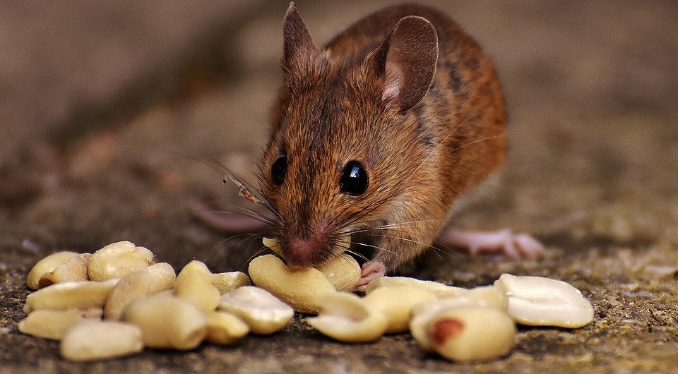 Что делать, если в квартире завелись мыши?