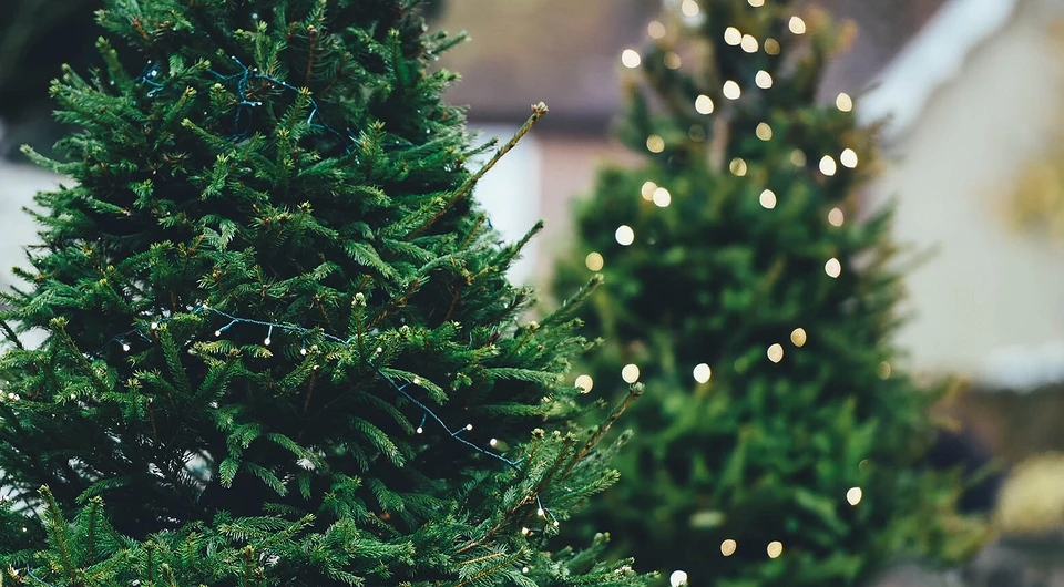 8 вещей, которые вы не должны делать с живой новогодней елкой 
