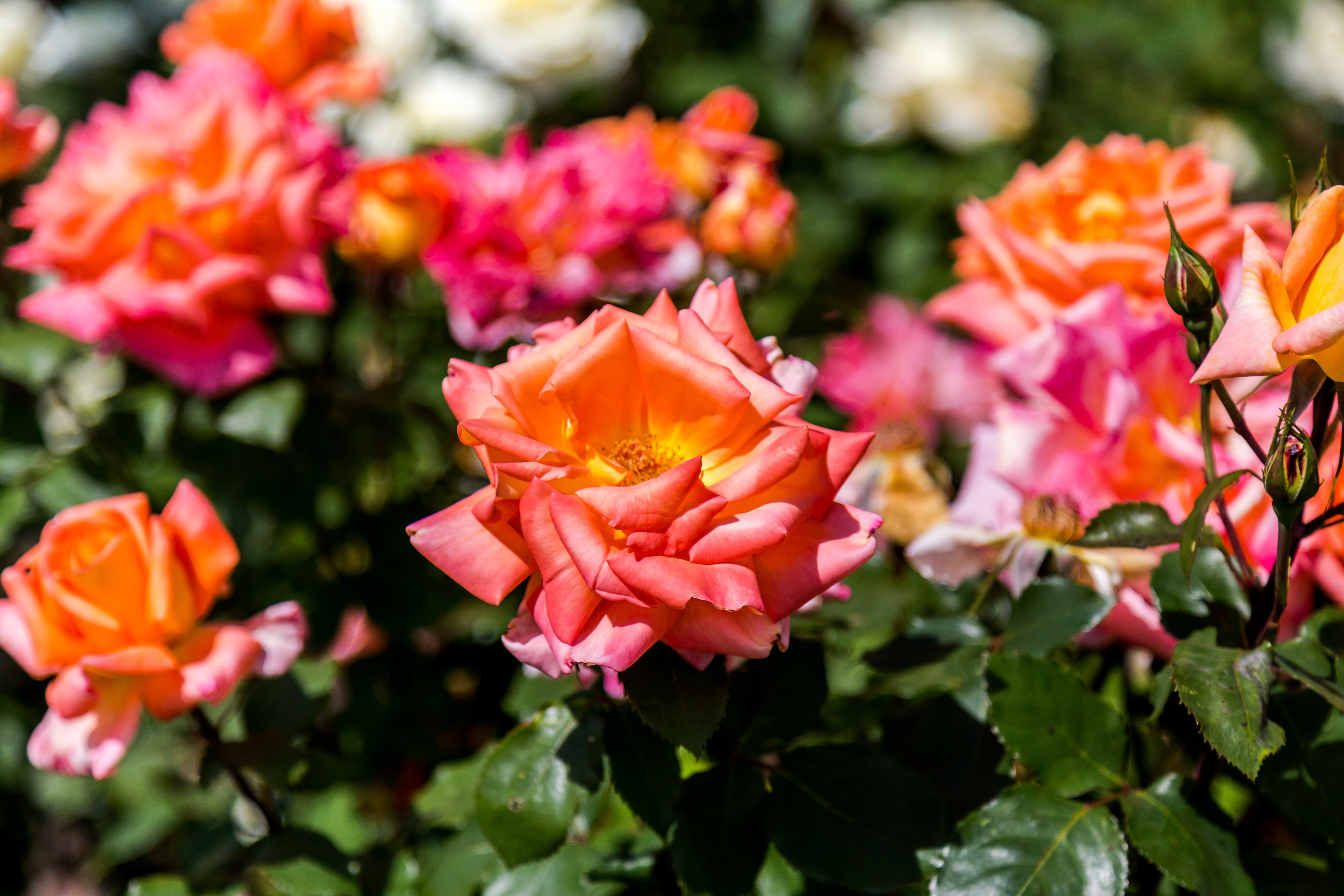 Розы Фото Цветов На Клумбе