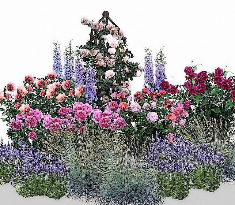 Розы и лаванда картинки