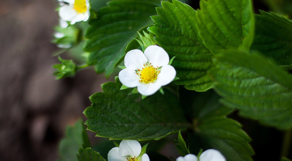 11 дел на дачном участке, которые необходимо выполнить весной