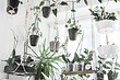 Как добавить комнатные растения в интерьер, если совершенно нет места