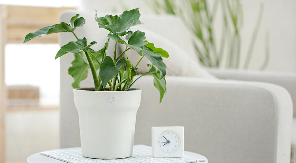 5 умных гаджетов, которые позаботятся о цветах вместо вас