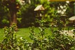Борьба с кротами на садовом участке: 5 способов