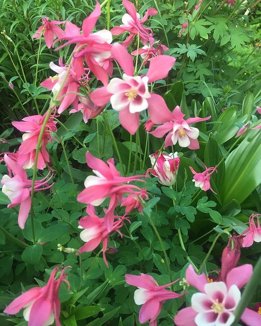 10 красивых цветов, которые расцветут в вашем саду даже без ухода