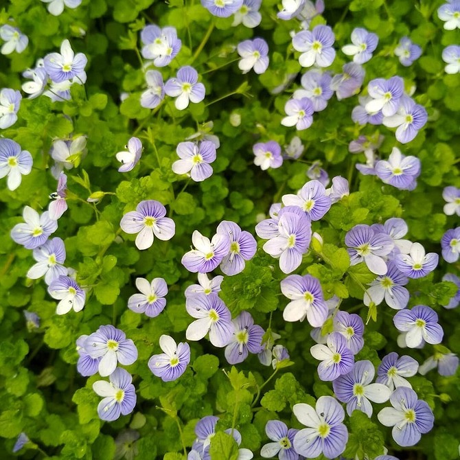 10 красивых цветов, которые расцветут в вашем саду даже без ухода