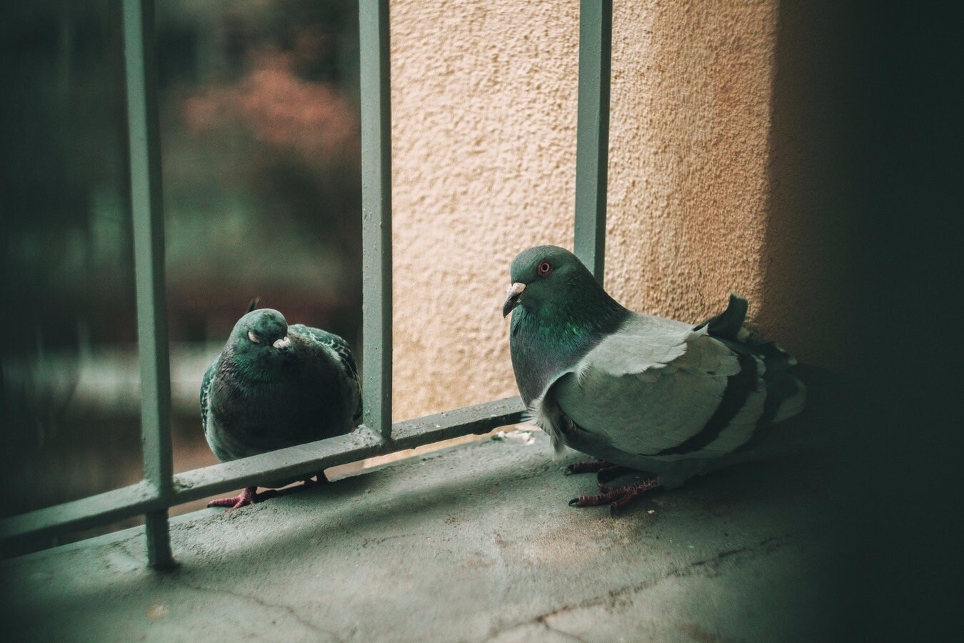 Как избавиться от голубей на балконе: проверенный способ