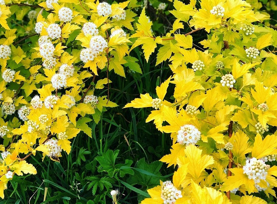 Кустарники с желтыми цветами: названия и фото самых красивых растений