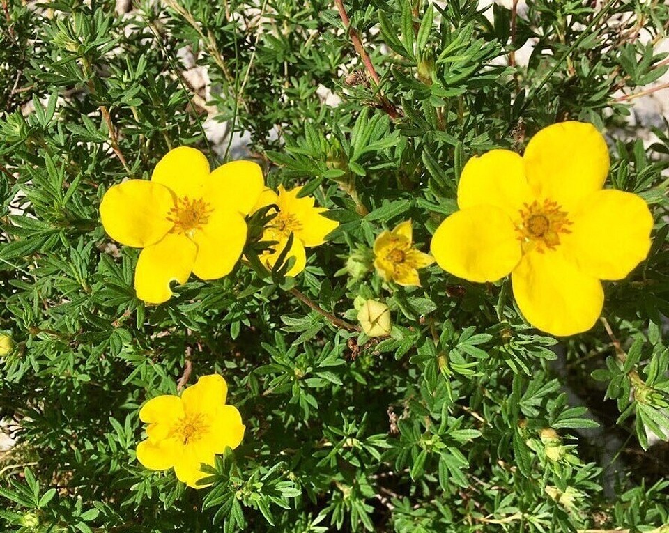 Кустарники с желтыми цветами: названия и фото самых красивых растений