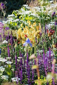 Необычные цветы для вашего сада: 7 сортов, которые вы не увидите у соседей