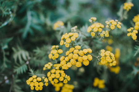 Как вырастить желтый цветущий кустарник на даче без усилий