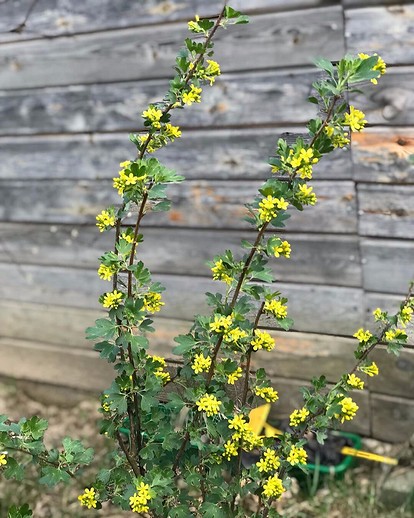 Растение с мелкими желтыми цветами