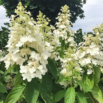 Фотергилла – роскошный кустарник, цветущий белыми цветами