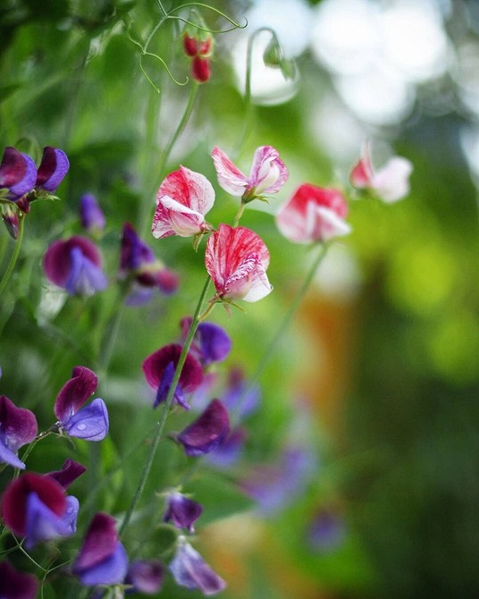 Вьющиеся цветы для дачи и сада: лучшие сорта растений