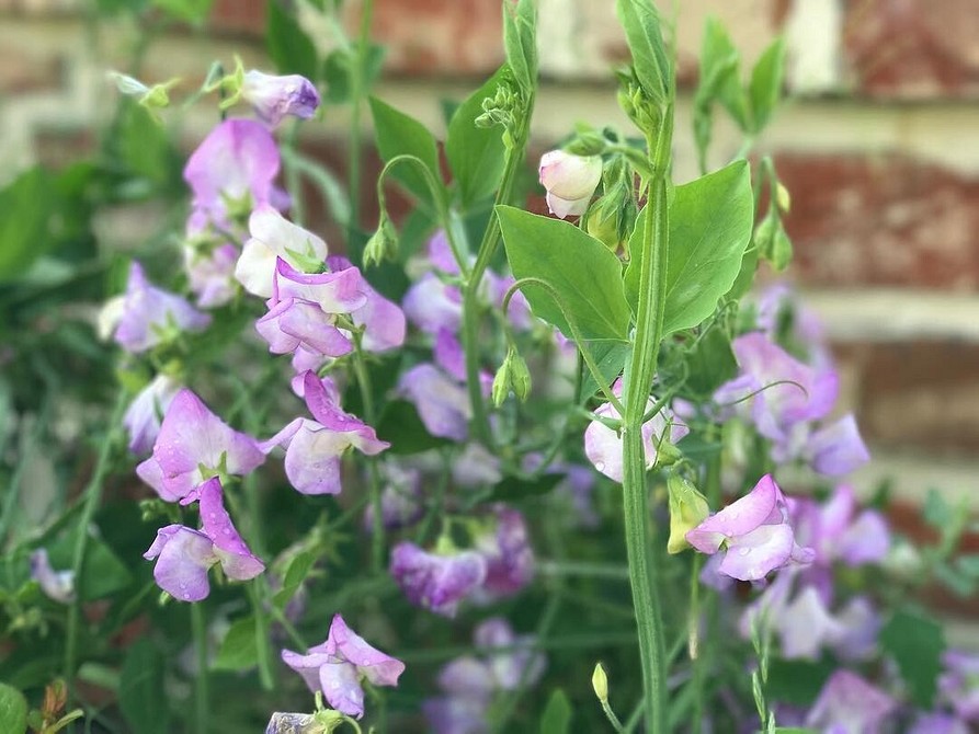 Вьющиеся цветы для дачи и сада: лучшие сорта растений