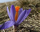 Красивые неприхотливые многолетние цветы для дачи
