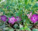 Красивые неприхотливые многолетние цветы для дачи