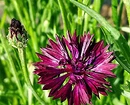Красивые неприхотливые многолетние цветы для дачи