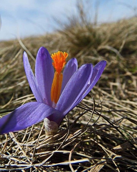 Неприхотливые цветы для дачи: список самых красивых многолетних и однолетних растений