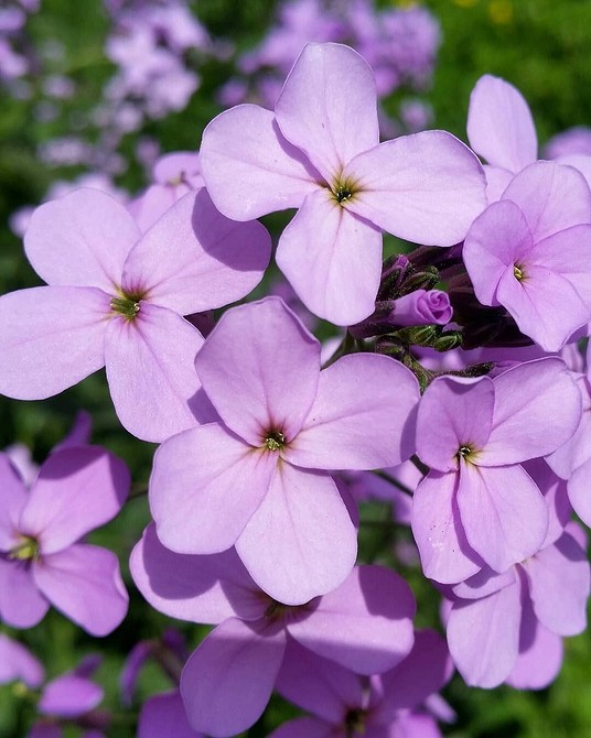 Неприхотливые цветы для дачи: список самых красивых многолетних и однолетних растений