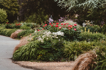 12 зимостойких многолетних кустарников, цветущих все лето